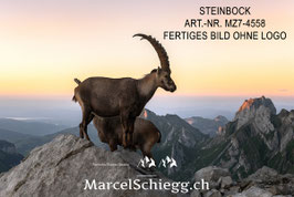 Leinwandbild-Steinbock Art.-Nr. MZ7-4558