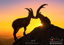 PK-Rotsteinpass/Alpensteinbock-MS8-9453