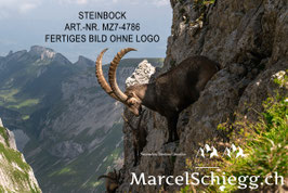 Alu-Dibond-FineArt-Steinbock Art.-Nr. MZ7-4786