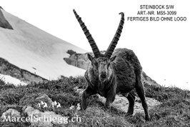 Leinwandbild-Steinbock S/W Art.-Nr. MS5-3099