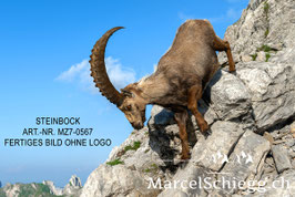 Leinwandbild-Steinbock Art.-Nr. MZ7-0567