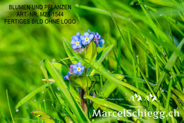 Leinwandbild-Blumen und Pflanzen Art.-Nr. MZ8-1544