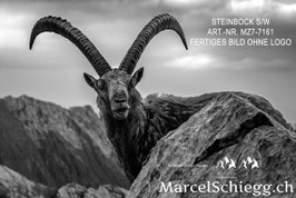 Alu-Dibond-FineArt-Steinbock S/W Art.-Nr. MZ7-7161