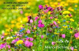 Leinwandbild-Blumen und Pflanzen Art.-Nr. MS5-0411