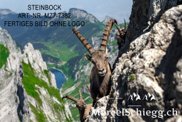 Leinwandbild-Steinbock Art.-Nr. MZ7-7382