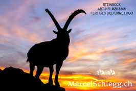 Alu-Dibond-FineArt-Steinbock Art.-Nr. MZ8-5165