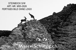 Leinwandbild-Steinbock S/W Art.-Nr. MS5-2926
