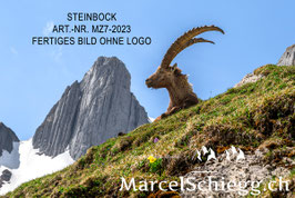 Leinwandbild-Steinbock Art.-Nr. MZ7-2023