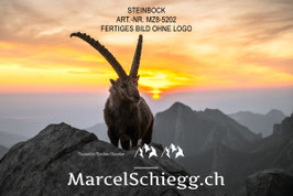 Alu-Dibond-FineArt-Steinbock Art.-Nr. MZ8-5202