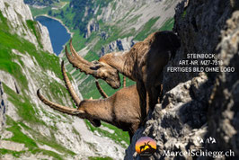 Leinwandbild-Steinbock Art.-Nr. MZ7-7313