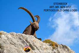 Leinwandbild-Steinbock Art.-Nr. MZ8-9727