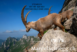 Leinwandbild-Steinbock Art.-Nr. MZ8-4931
