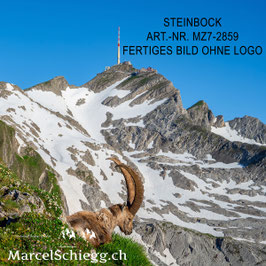 Leinwandbild-Steinbock/Säntis Art.-Nr. MZ7-2859