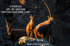 Alu-Dibond-FineArt-Steinbock Art.-Nr. MS5-8746