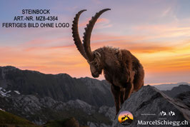 Alu-Dibond-FineArt-Steinbock Art.-Nr. MZ8-4364