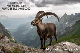 Poster/FineArt Print-Steinbock Art.-Nr. MZ7-3789