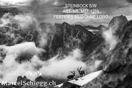Leinwandbild-Steinbock S/W Art.-Nr. MZ7-1259