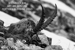 Alu-Dibond-FineArt-Steinbock S/W Art.-Nr. MZ8-1759