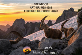 Leinwandbild-Steinbock Art.-Nr. MZ8-4588