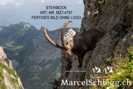 Alu-Dibond-FineArt-Steinbock Art.-Nr. MZ7-4787