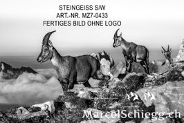 Leinwandbild-Steingeiss S/W Art.-Nr. MZ7-0433