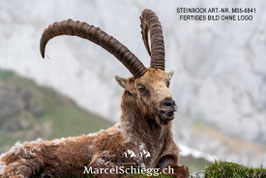 Steinbock Art.-Nr. MS5-6841