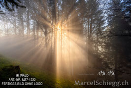Leinwandbild-Im Wald Art.-Nr. MZ7-1232