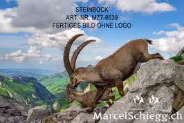 Alu-Dibond-FineArt-Steinbock Art.-Nr. MZ7-8639