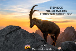 Leinwandbild-Steinbock Art.-Nr. MZ8-4556