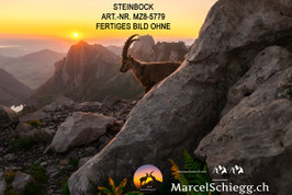 Leinwandbild-Steinbock Art.-Nr. MZ8-5779