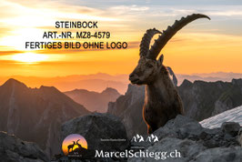 Leinwandbild-Steinbock Art.-Nr. MZ8-4579