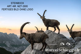Alu-Dibond-FineArt-Steinbock Art.-Nr. MZ7-2695