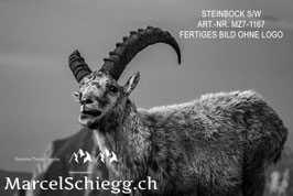 Leinwandbild-Steinbock S/W Art.-Nr. MZ7-1167