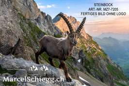 Leinwandbild-Steinbock Art.-Nr. MZ7-7205