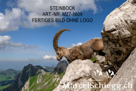 Leinwandbild-Steinbock Art.-Nr. MZ7-8609