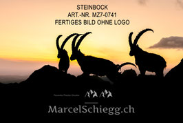 Alu-Dibond-FineArt-Steinbock Art.-Nr. MZ7-0741