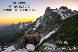 Alu-Dibond-FineArt-Steinbock Art.-Nr. MZ7-2727