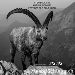 Alu-Dibond-FineArt-Steinbock S/W Art.-Nr. MZ8-4685