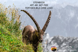 Leinwandbild-Steinbock Art.-Nr. MZ7-7830