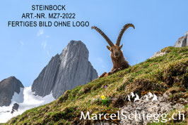 Alu-Dibond-FineArt-Steinbock Art.-Nr. MZ7-2022