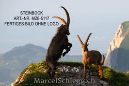 Leinwandbild-Steinbock Art.-Nr. MZ8-5117