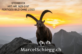 Alu-Dibond-FineArt-Steinbock Art.-Nr. MZ8-5197
