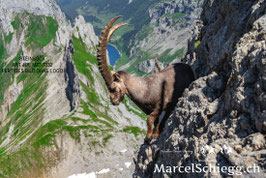 Steinbock Art.-Nr. MZ7-7372