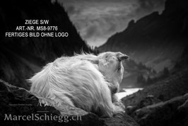 Leinwandbild-Ziege S/W Art.-Nr. MS8-9776