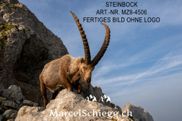 Leinwandbild-Steinbock Art.-Nr. MZ8-4506