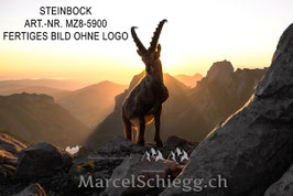 Leinwandbild-Steinbock Art.-Nr. MZ8-5900