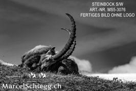 Leinwandbild-Steinbock S/W Art.-Nr. MS5-3076