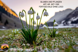Alu-Dibond-FineArt-Blumen und Pflanzen Art.-Nr. MZ7-1589