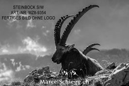 Leinwandbild-Steinbock S/W Art.-Nr. MZ8-9354