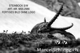 Leinwandbild-Steinbock S/W Art.-Nr. MS5-2986